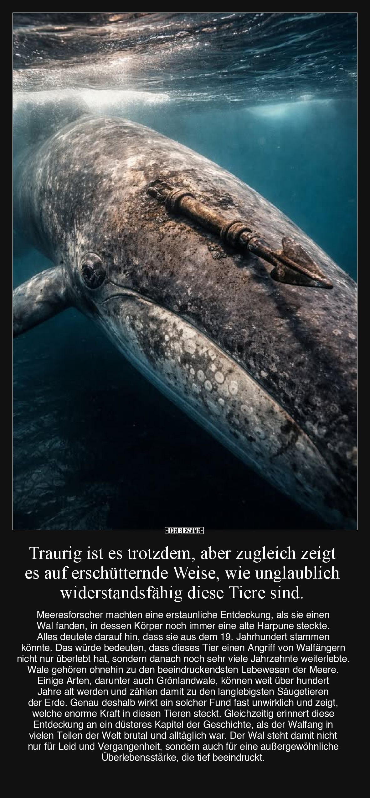 Traurig ist es trotzdem, aber zugleich zeigt... - Lustige Bilder | DEBESTE.de