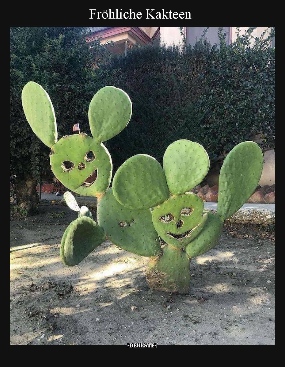 Fröhliche Kakteen.. - Lustige Bilder | DEBESTE.de