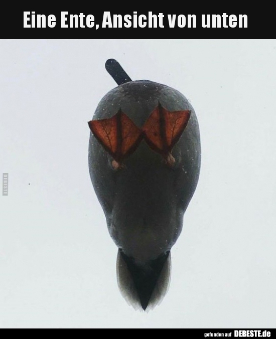 Eine Ente, Ansicht von unten..