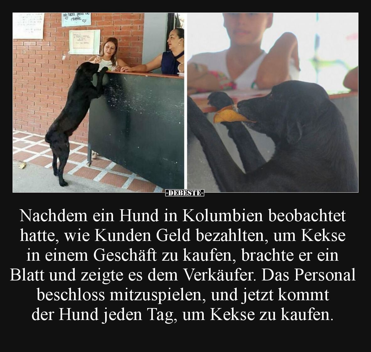 Nachdem ein Hund in Kolumbien beobachtet hatte.... - Lustige Bilder | DEBESTE.de
