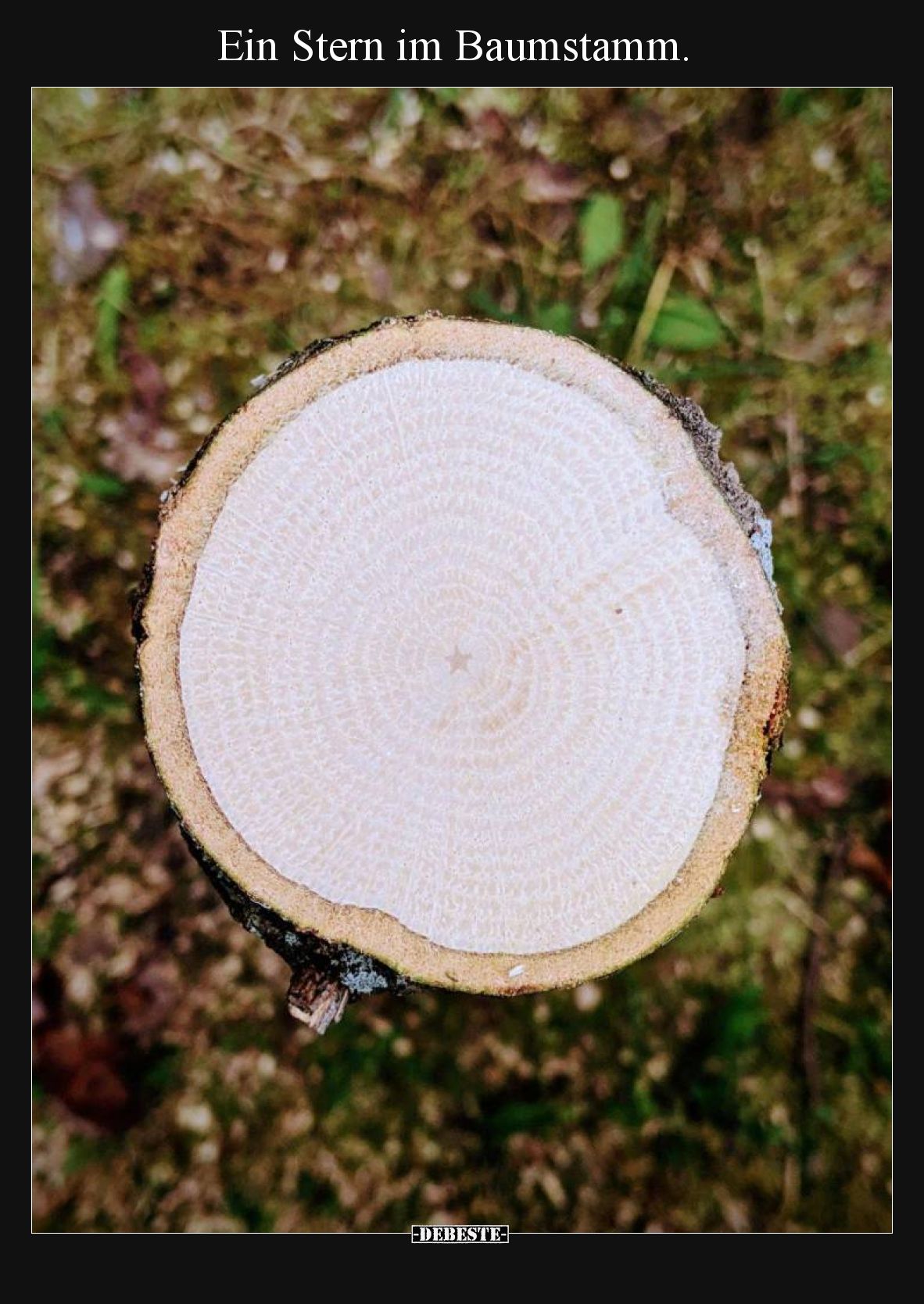 Ein Stern im Baumstamm.
