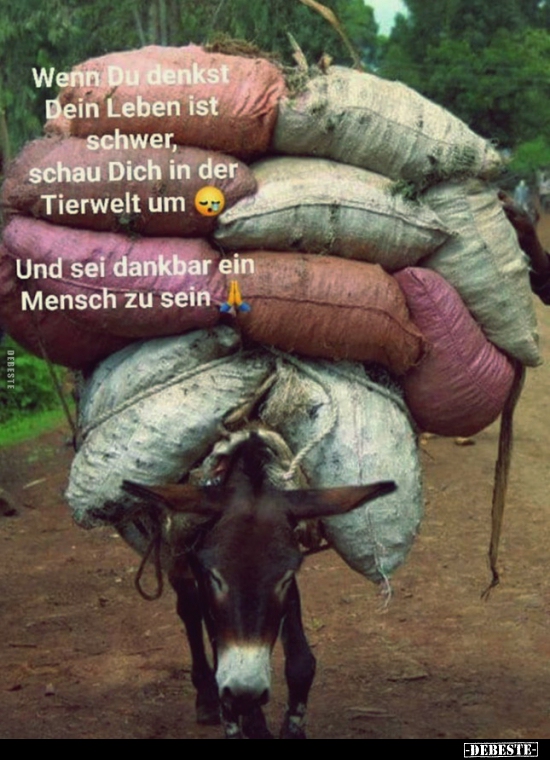 Wenn Du denkst Dein Leben ist schwer, schau Dich in der..