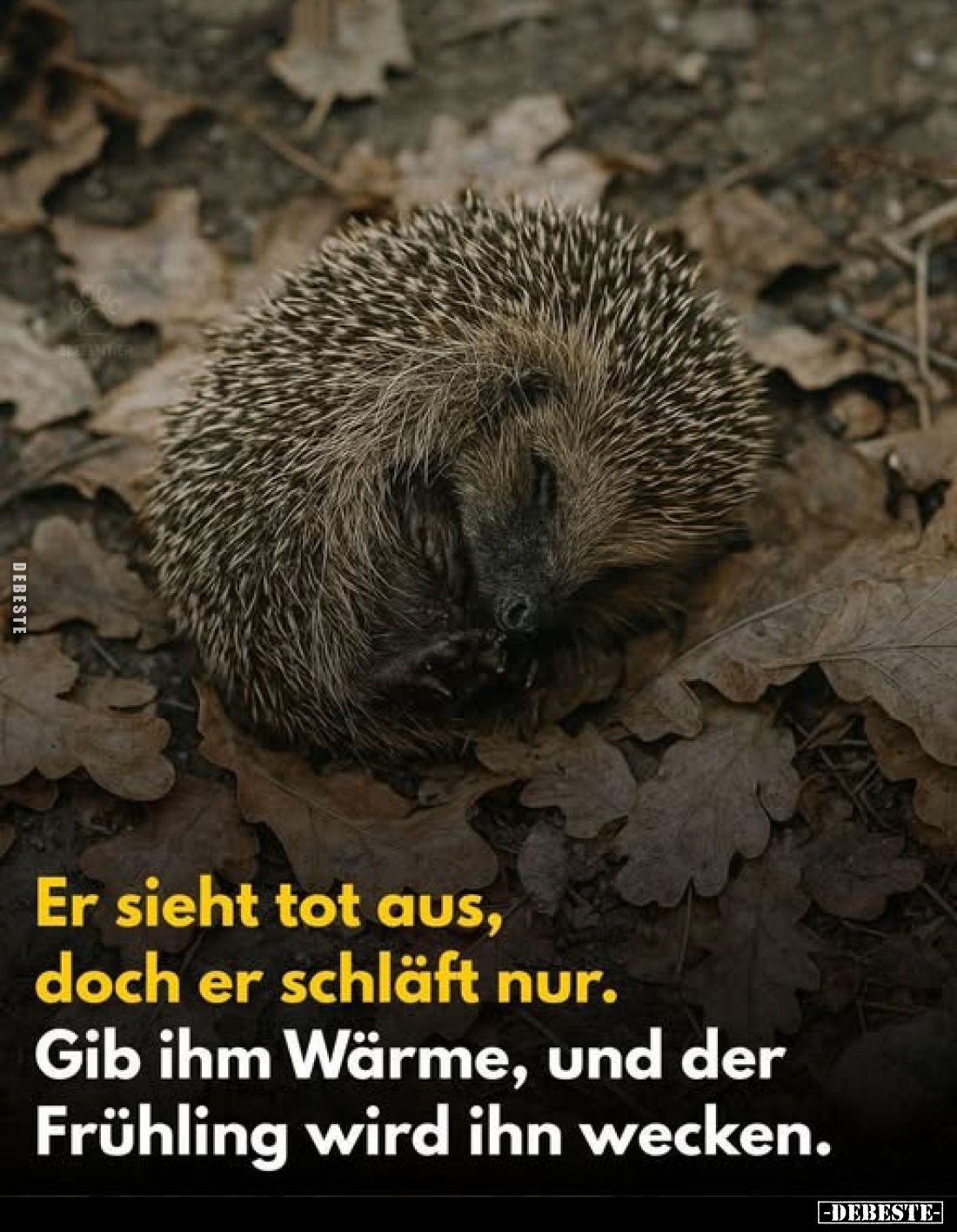 Er sieht tot aus, doch er schläft nur.
Gib ihm Wärme, und der Frühling wird ihn wecken.