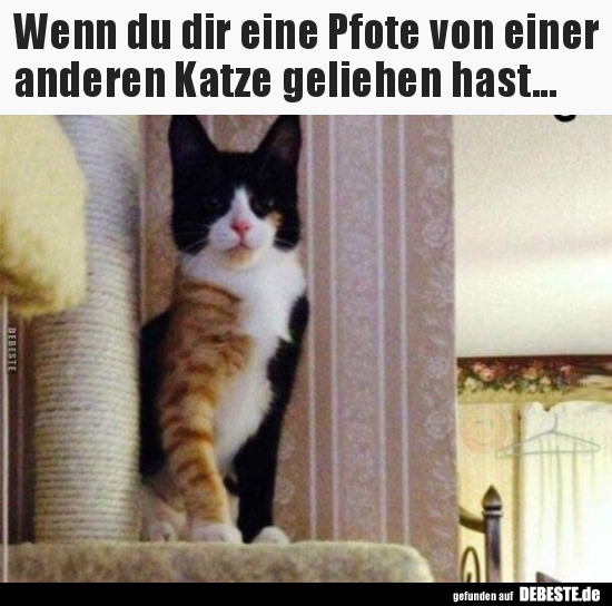 Wenn du dir eine Pfote von einer anderen Katze geliehen..
