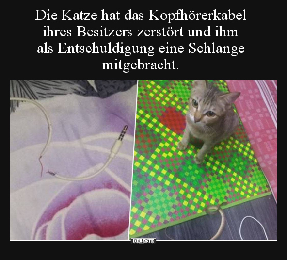 Die Katze hat das Kopfhörerkabel ihres Besitzers zerstört.. - Lustige Bilder | DEBESTE.de