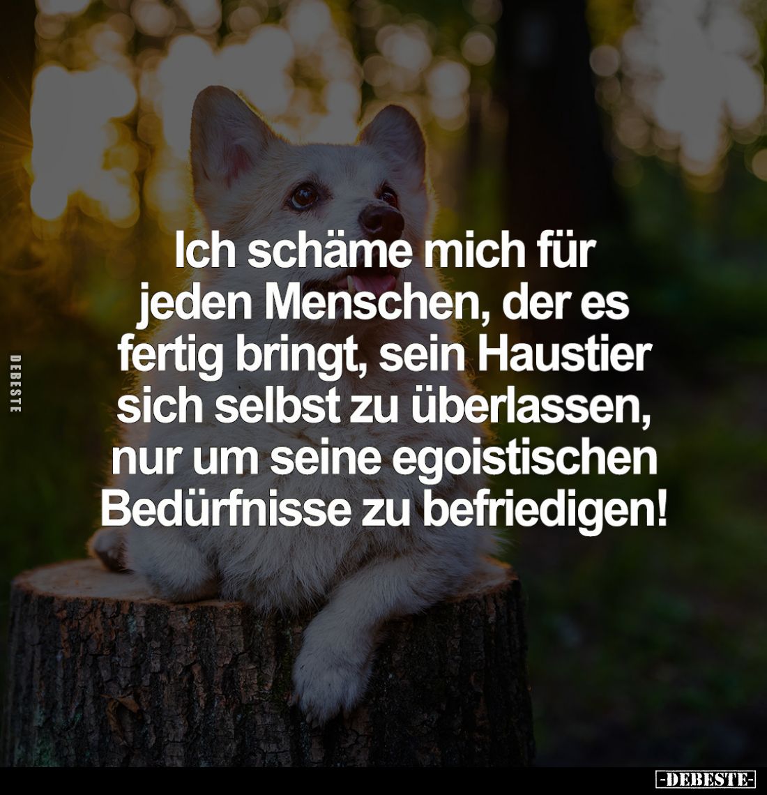 Ich schäme mich für jeden Menschen, der es fertig bringt, sein Haustier sich selbst zu überlassen, nur um seine egoistischen ...