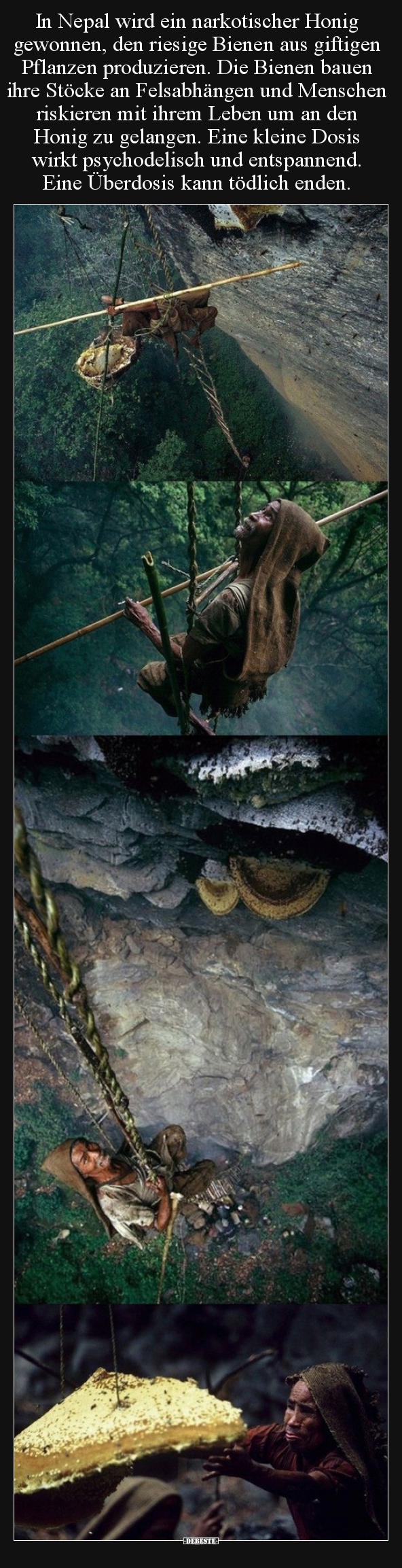 In Nepal wird ein narkotischer Honig gewonnen, den riesige.. - Lustige Bilder | DEBESTE.de