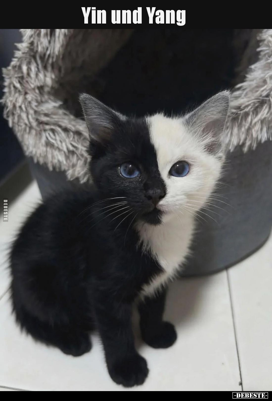 Yin und Yang.. - Lustige Bilder | DEBESTE.de