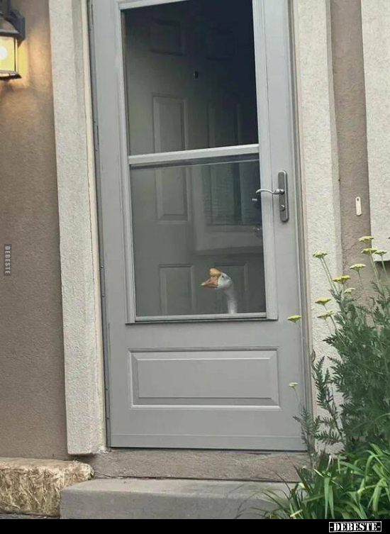  - Lustige Bilder | DEBESTE.de