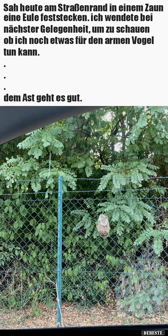 Sah heute am Straßenrand in einem Zaun eine Eule.. - Lustige Bilder | DEBESTE.de