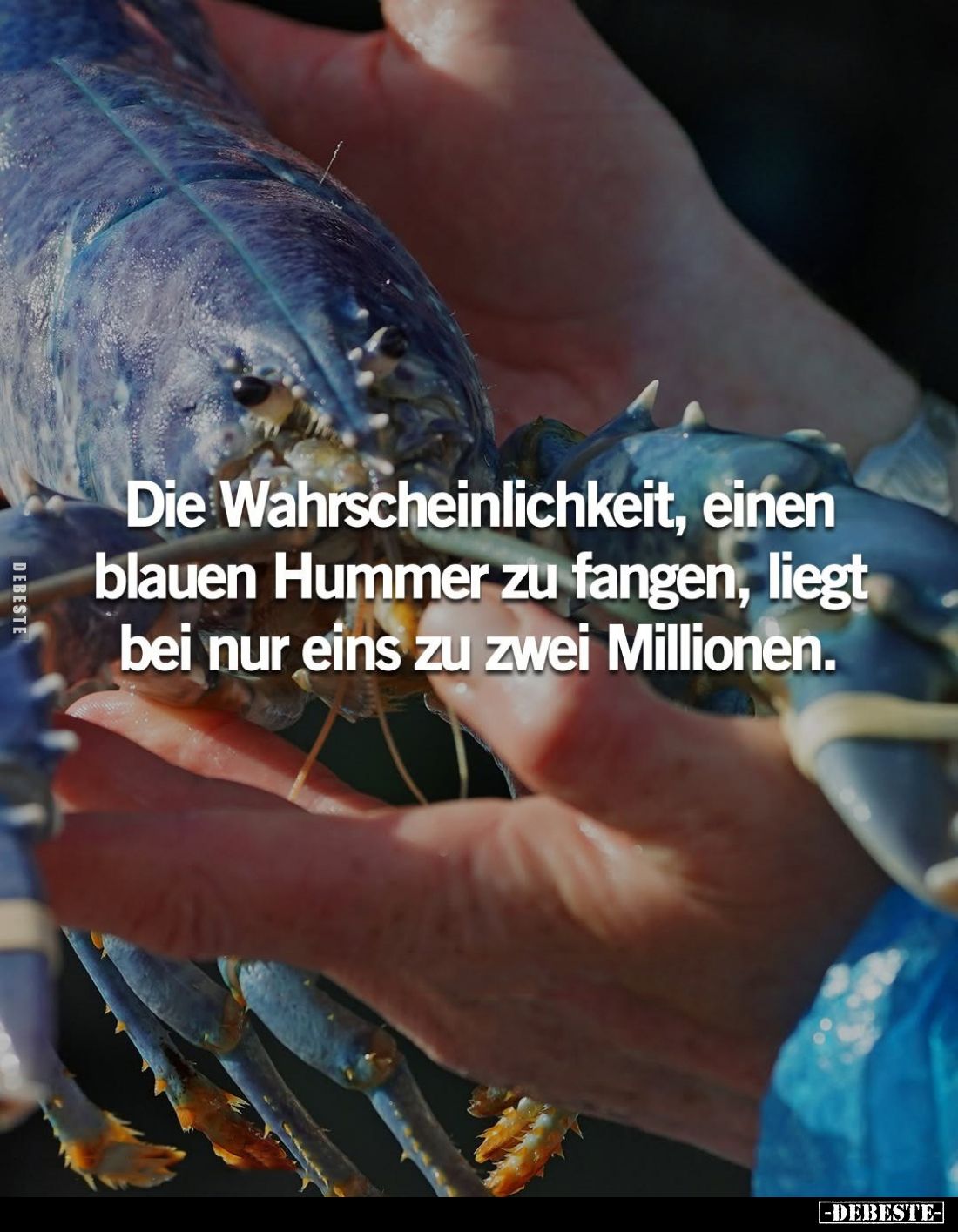 Die Wahrscheinlichkeit, einen blauen Hummer zu fangen, liegt bei nur eins zu zwei Millionen.