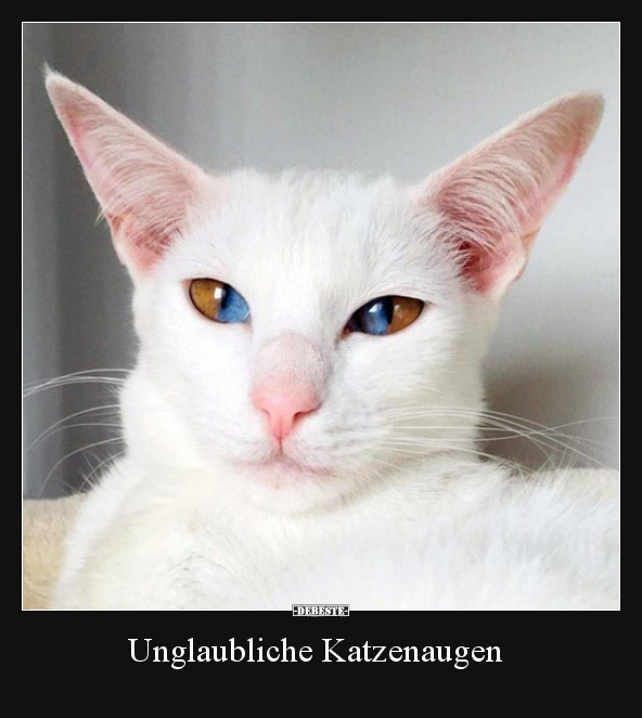 Unglaubliche Katzenaugen.. - Lustige Bilder | DEBESTE.de