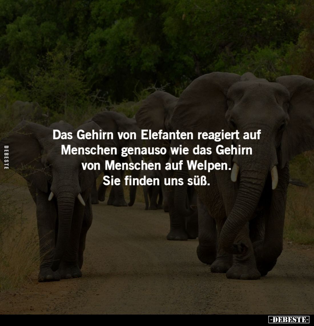 Das Gehirn von Elefanten reagiert auf Menschen genauso wie das Gehirn von Menschen auf Welpen.
Sie finden uns süß.