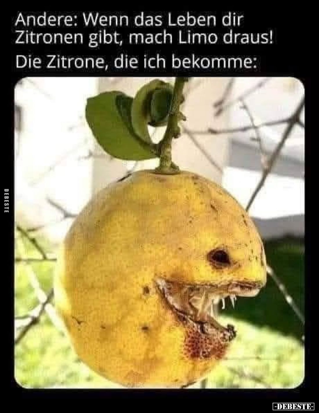 Andere: Wenn das Leben dir Zitronen gibt, mach Limo draus!
Die Zitrone, die ich bekomme: