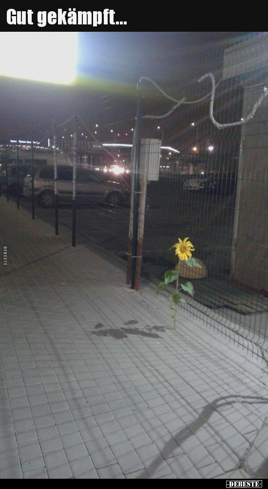 Gut gekämpft...