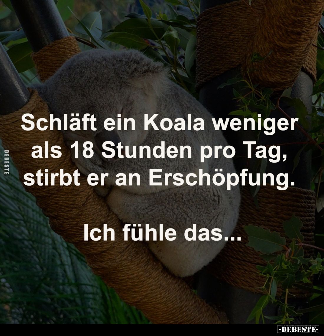 Schläft ein Koala weniger 
als 18 Stunden pro Tag, 
stirbt er an Erschöpfung. 

Ich fühle das...