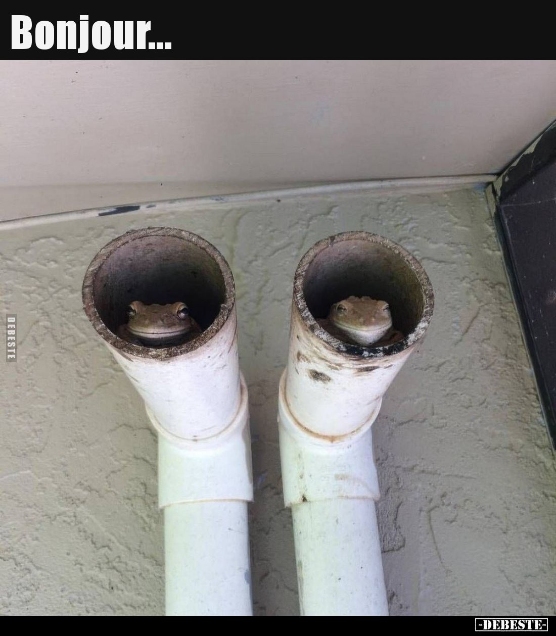 Bonjour... - Lustige Bilder | DEBESTE.de