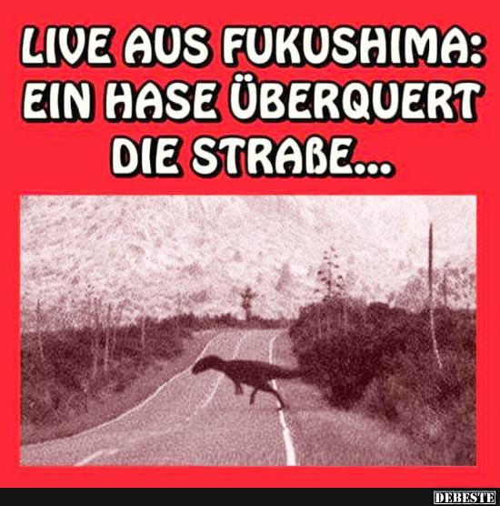Live aus Fukushima: Ein Hase überquert die Straße.. - Lustige Bilder | DEBESTE.de