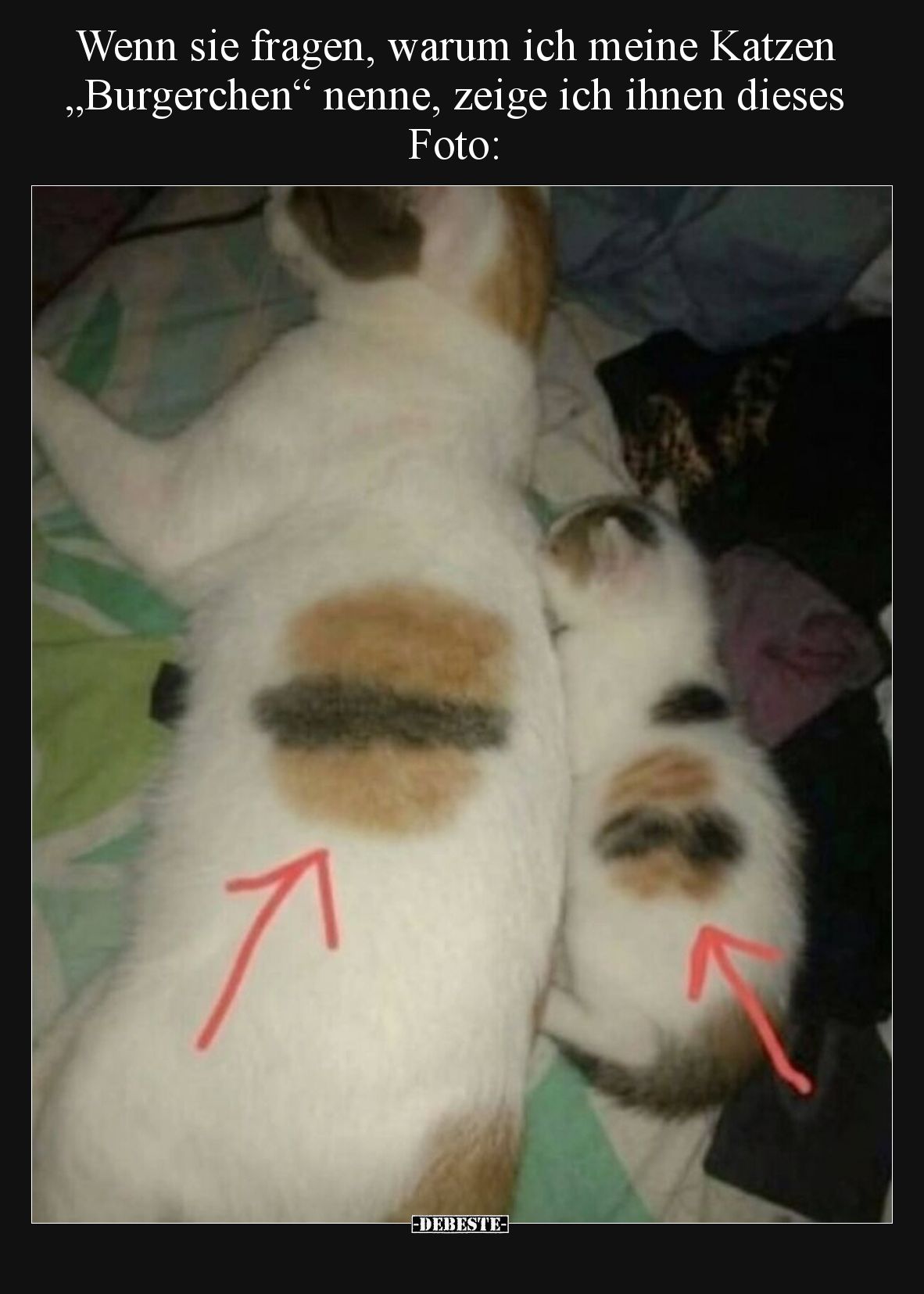 Wenn sie fragen, warum ich meine Katzen „Burgerchen“ nenne, zeige ich ihnen dieses Foto: