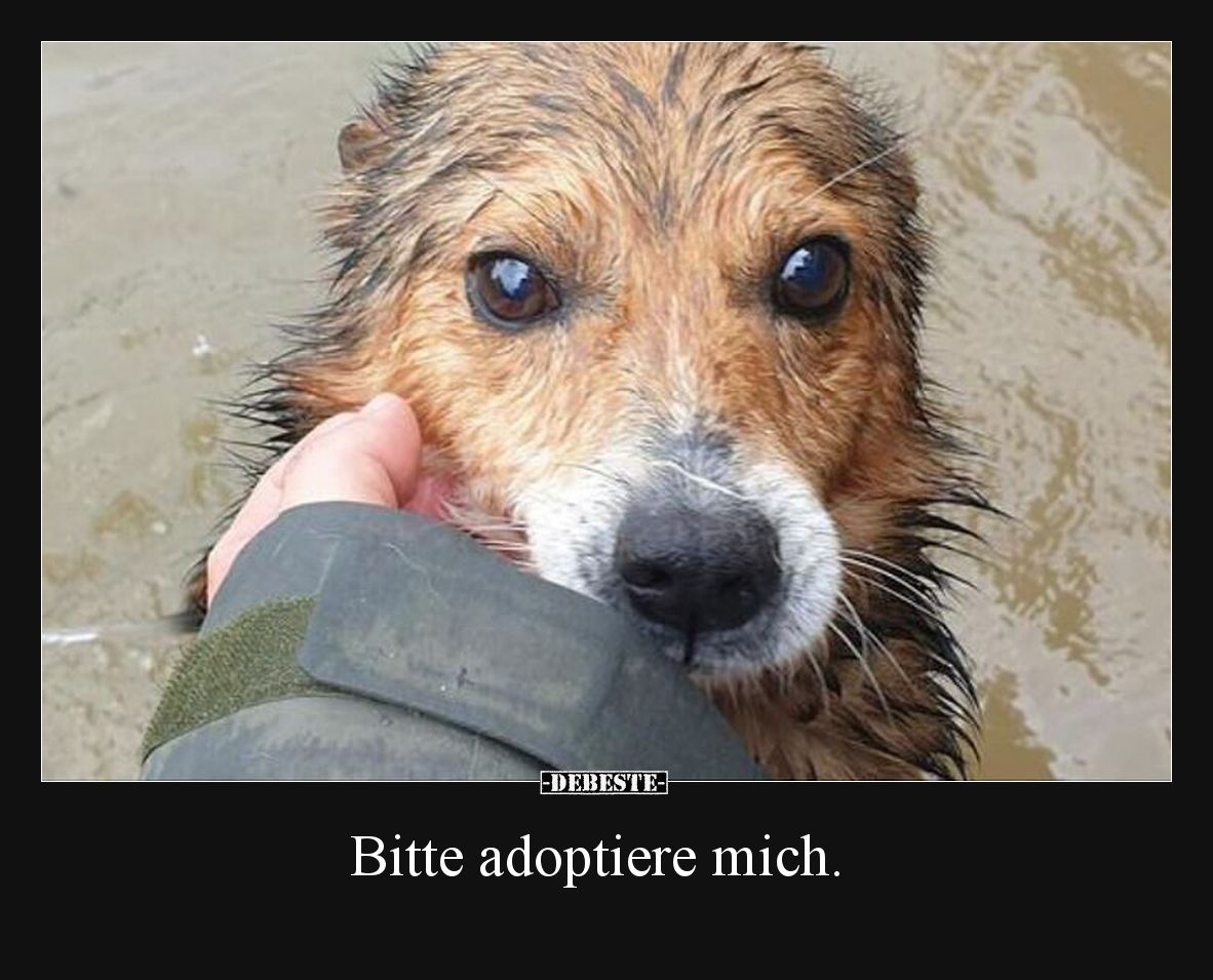 Bitte adoptiere mich.