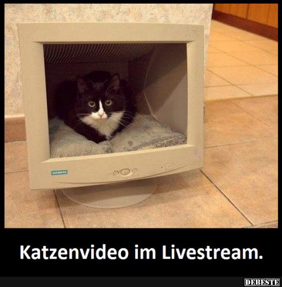 Katzenvideo im Livestream.