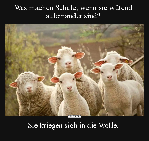 Was machen Schafe, wenn sie wütend aufeinander sind?.. - Lustige Bilder | DEBESTE.de