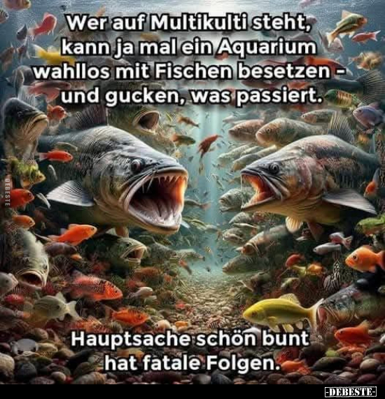 Multikulti, Aquarium, Mit Fischen