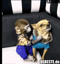 Dem Chihuahua muss man Manieren beibringen.. - Lustige Bilder | DEBESTE.de