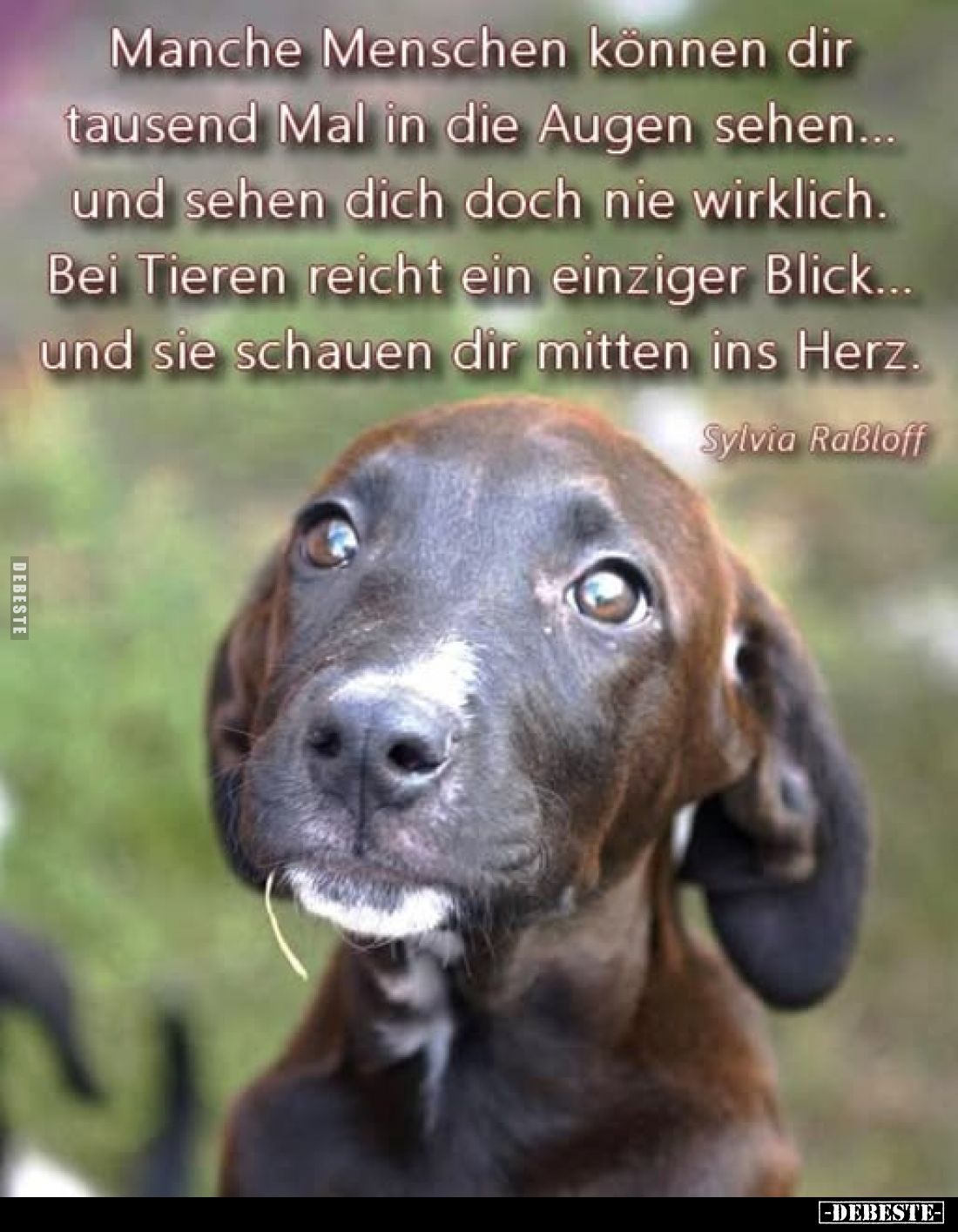 Manche Menschen können dir tausend Mal in die Augen sehen... und sehen dich doch nie wirklich. Bei Tieren reicht ein einziger...