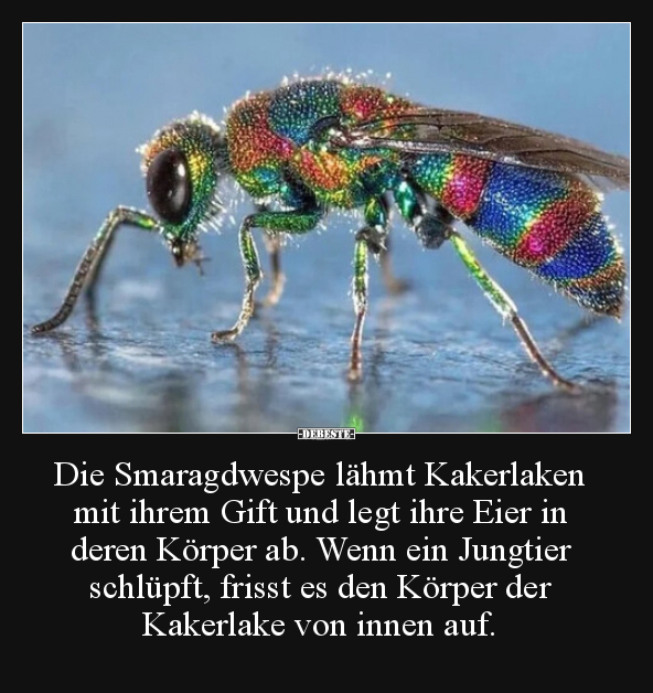 Die Smaragdwespe lähmt Kakerlaken mit ihrem Gift und legt.. - Lustige Bilder | DEBESTE.de