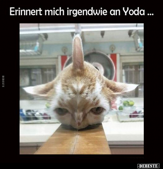 Erinnert mich irgendwie an Yoda... - Lustige Bilder | DEBESTE.de