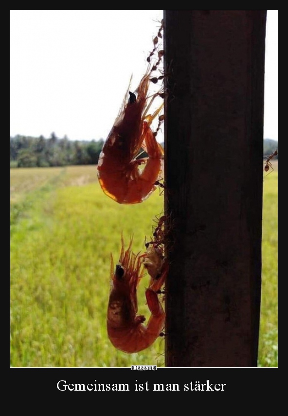 Gemeinsam ist man stärker.. - Lustige Bilder | DEBESTE.de