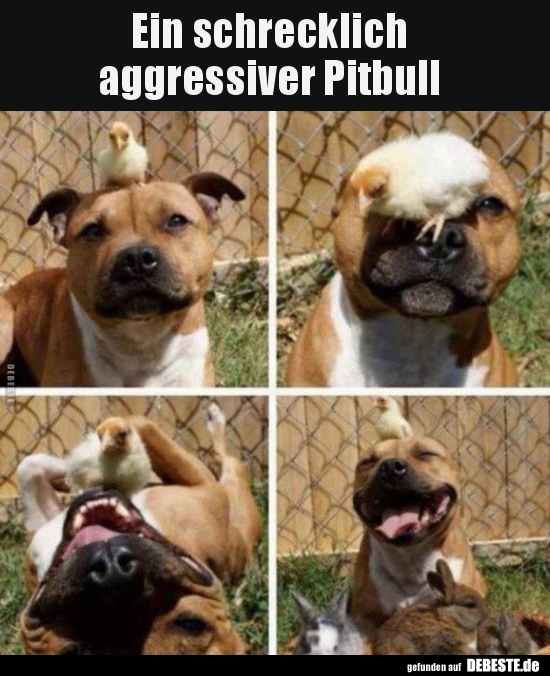 Ein schrecklich aggressiver Pitbull.. - Lustige Bilder | DEBESTE.de
