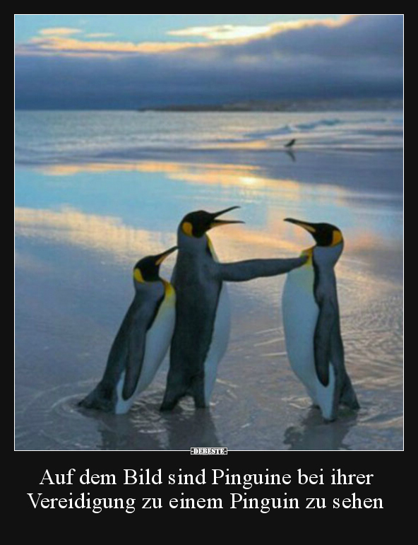 Auf dem Bild sind Pinguine bei ihrer Vereidigung zu einem.. - Lustige Bilder | DEBESTE.de