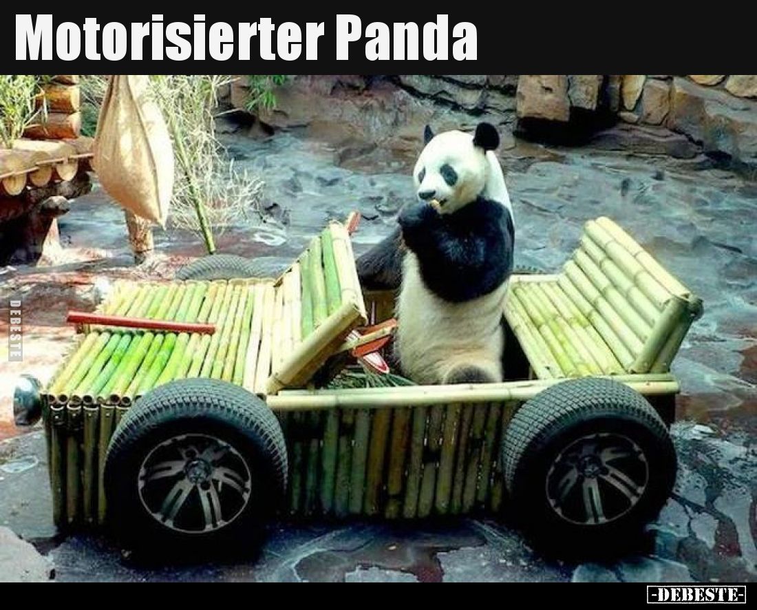 Motorisierter Panda
