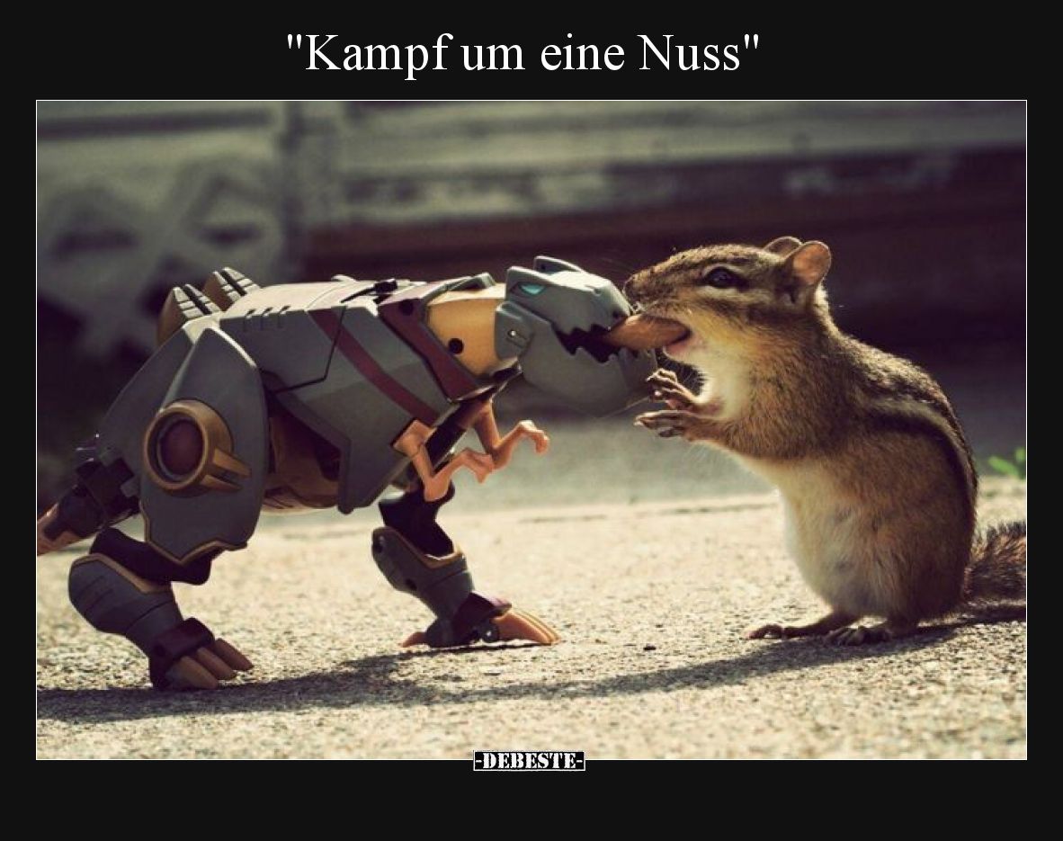 Kampf um eine Nuss