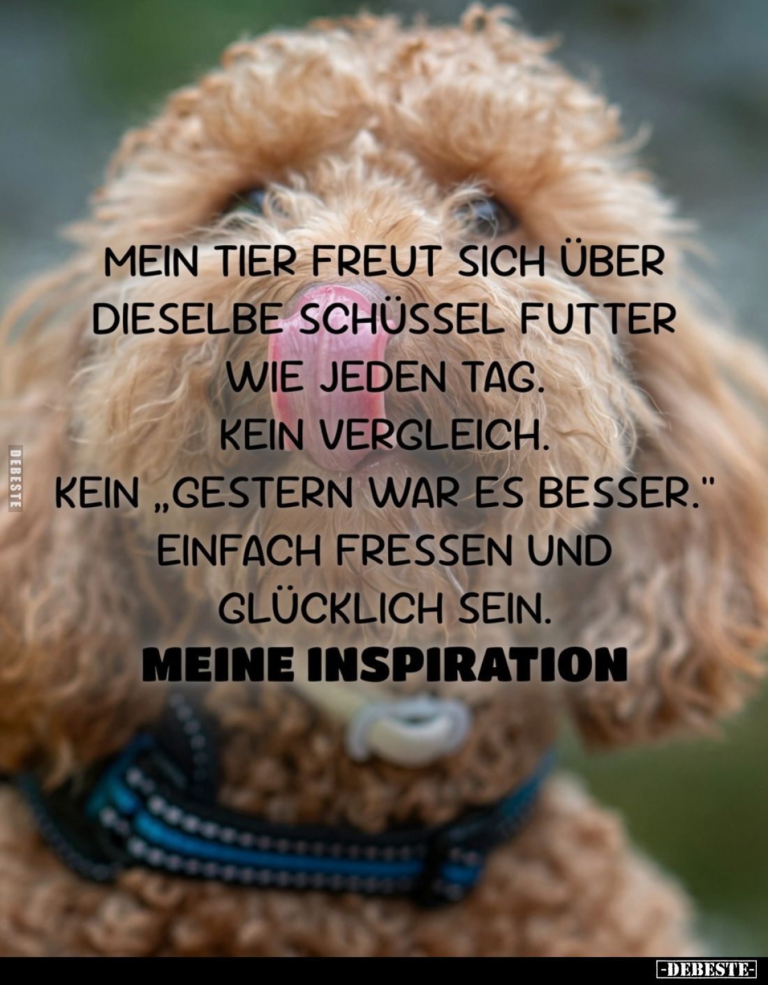 Mein Tier freut sich über dieselbe Schüssel Futter wie jeden Tag.
Kein Vergleich.
Kein „gestern war es besser.“
Einfach fr...
