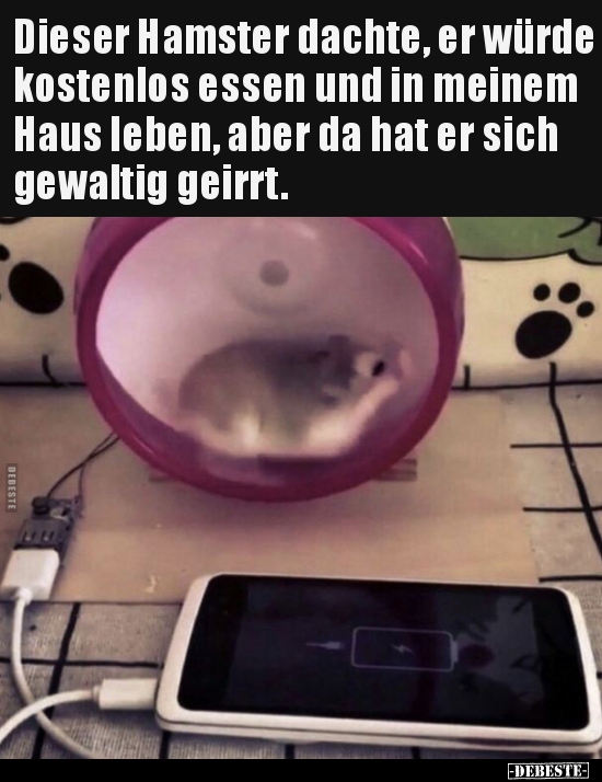 Dieser Hamster dachte, er würde kostenlos essen und in.. - Lustige Bilder | DEBESTE.de