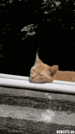 Diese verrückten Viecher..