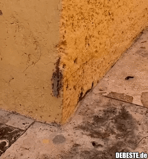 Ameisen bringen die Beute nach Hause.. - Lustige Bilder | DEBESTE.de