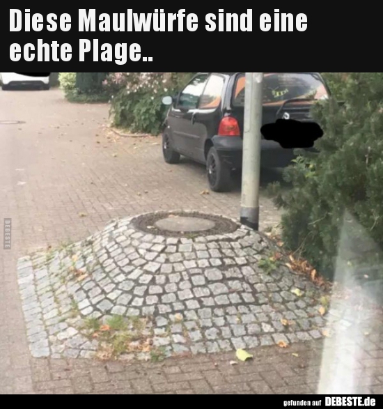 Diese Maulwürfe sind eine echte Plage....