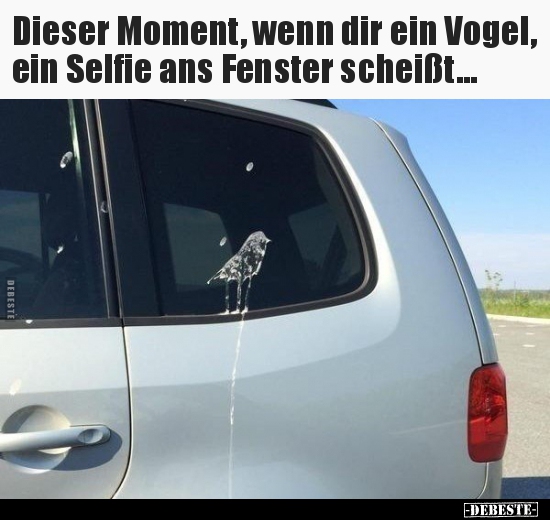Dieser Moment, wenn dir ein Vogel, ein Selfie ans Fenster scheißt. - Lustige Bilder | DEBESTE.de