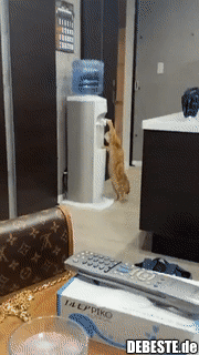 Ein schlaues Kätzchen..