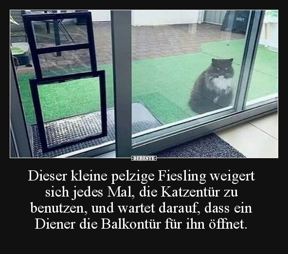 Dieser kleine pelzige Fiesling weigert sich jedes Mal, die.. - Lustige Bilder | DEBESTE.de