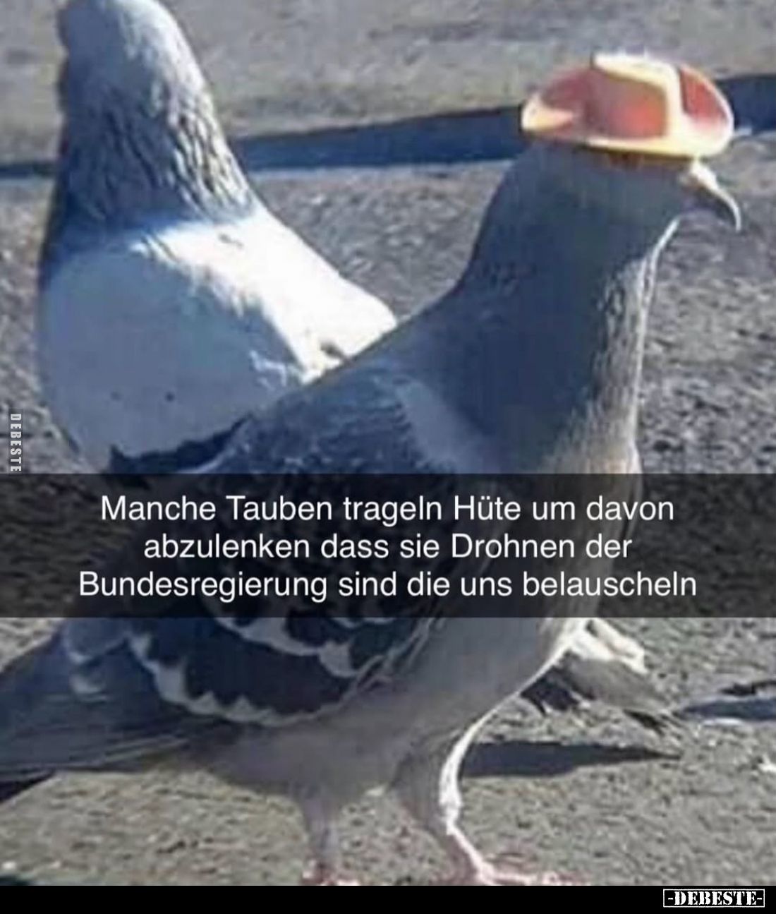 Manche Tauben trageln Hüte um davon abzulenken dass sie Drohnen der Bundesregierung sind die uns belauscheln.