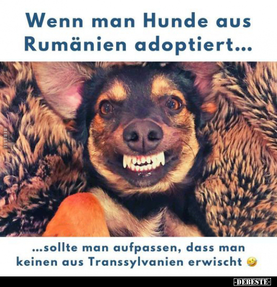 Wenn man Hunde aus Rumänien adoptiert...  - Lustige Bilder | DEBESTE.de