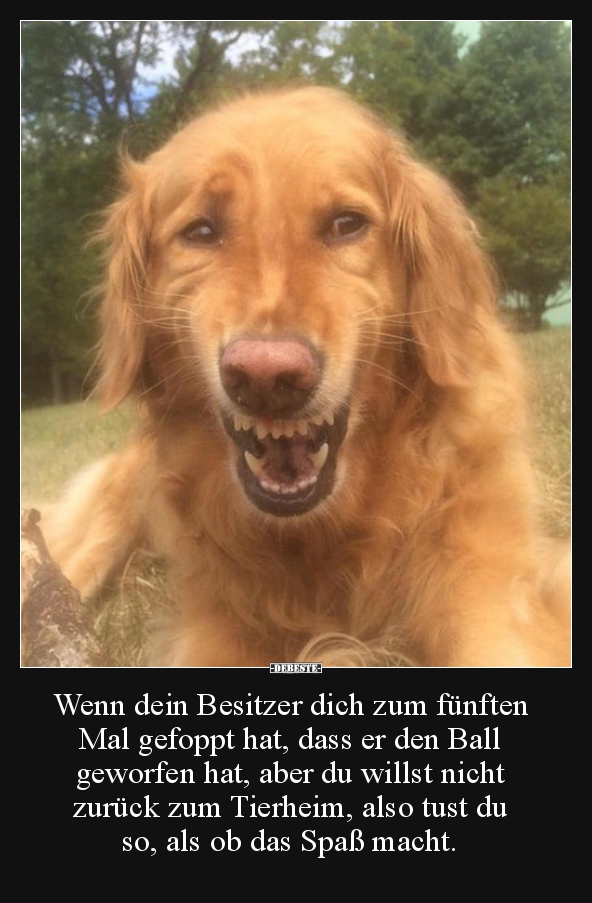 Wenn dein Besitzer dich zum fünften Mal gefoppt hat..