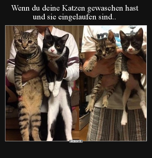 Wenn du deine Katzen gewaschen hast und sie eingelaufen.. - Lustige Bilder | DEBESTE.de