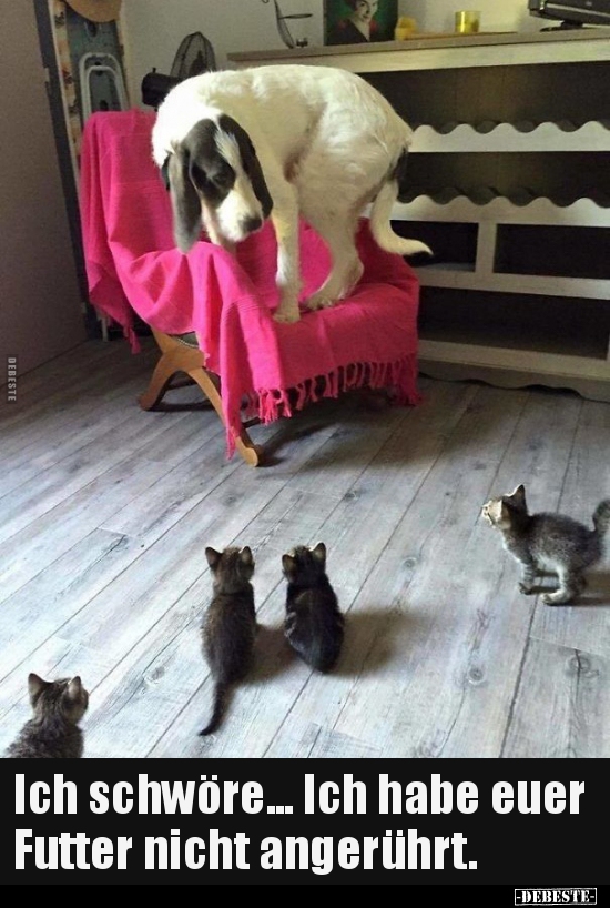 Ich schwöre... Ich habe euer Futter nicht angerührt...