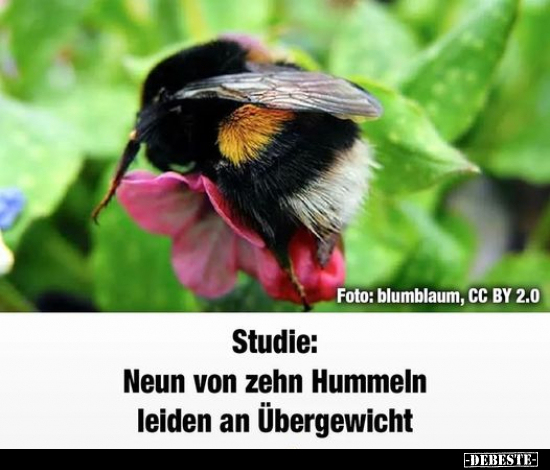 Studie: Neun von zehn Hummeln leiden an Übergewicht.. - Lustige Bilder | DEBESTE.de